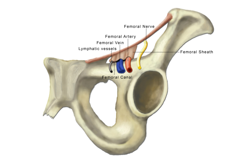Femoral Canal Graphical Medical Image Commission